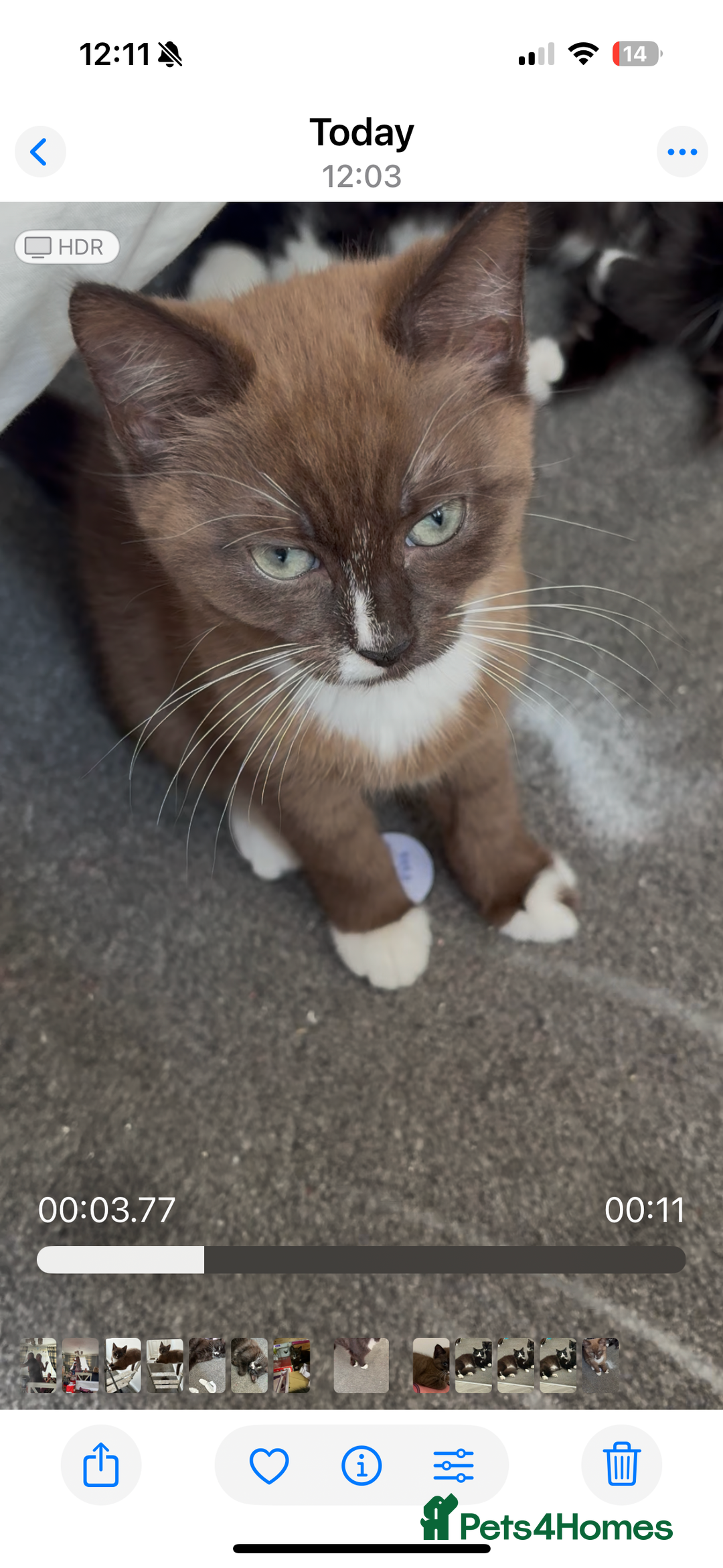 Mixed Breed cats for sale: Male and female kitten - Image 9