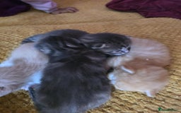 British Longhair cats for sale: 🐈 cat - Image 3