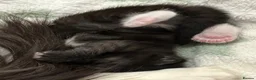 Maine Coon cats for sale: Polydactyl Maincoon cross  - Advert 18