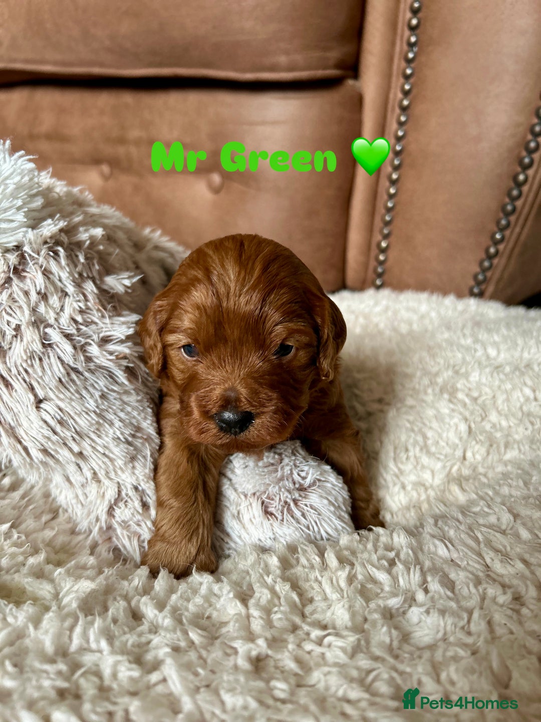 Cavapoo dogs for sale: 🐾 Adorable Health-Checked, Cavapoo Puppies 🐶  - Advert 2