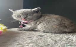 British Shorthair cats for sale: Female pure British shorthair kittens - Image 15
