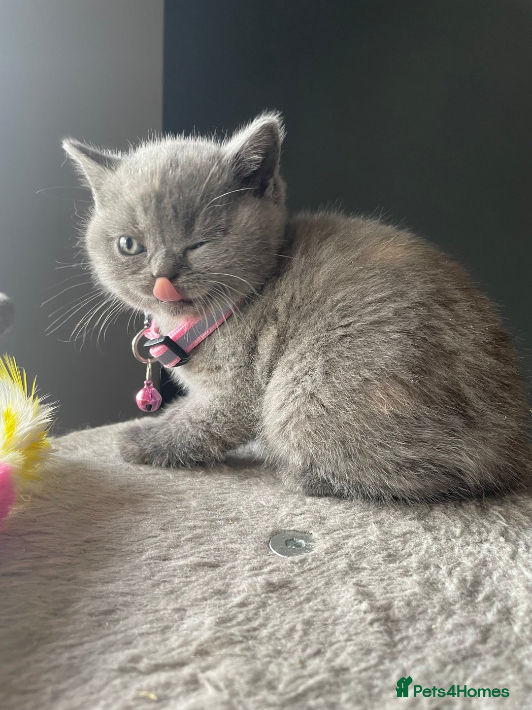 British Shorthair cats for sale: Female pure British shorthair kittens - Image 15