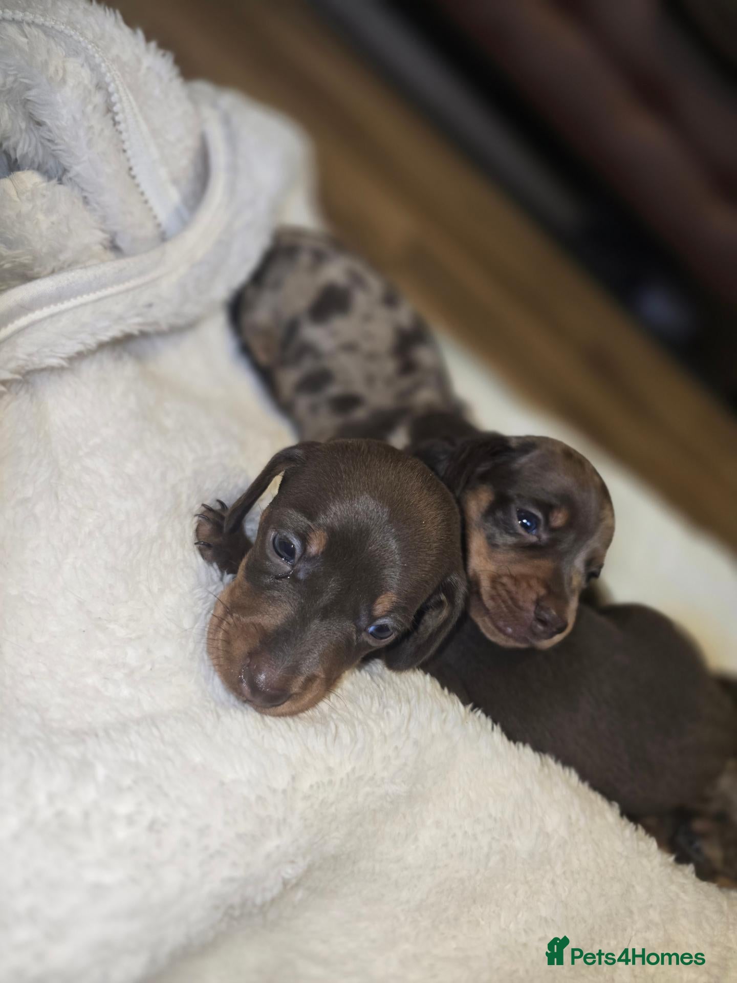 Miniature Dachshund dogs  Miniature Dachshund Puppies Available 🐾 - Advert 4