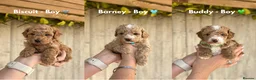 Cavapoo dogs for sale: STUNNING DNA Health tested F1b Cavapoos  - Advert 1