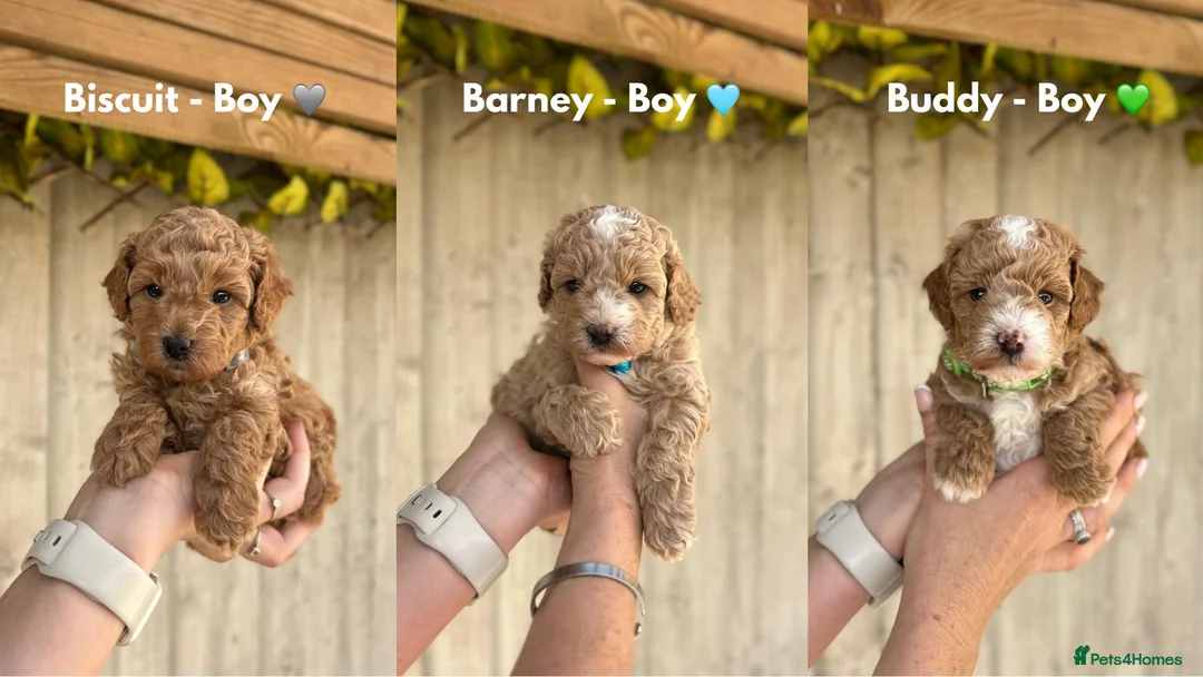 Cavapoo dogs for sale: STUNNING DNA Health tested F1b Cavapoos  - Advert 1