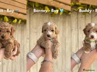 Cavapoo dogs STUNNING F1b Cavapoos - Advert 1