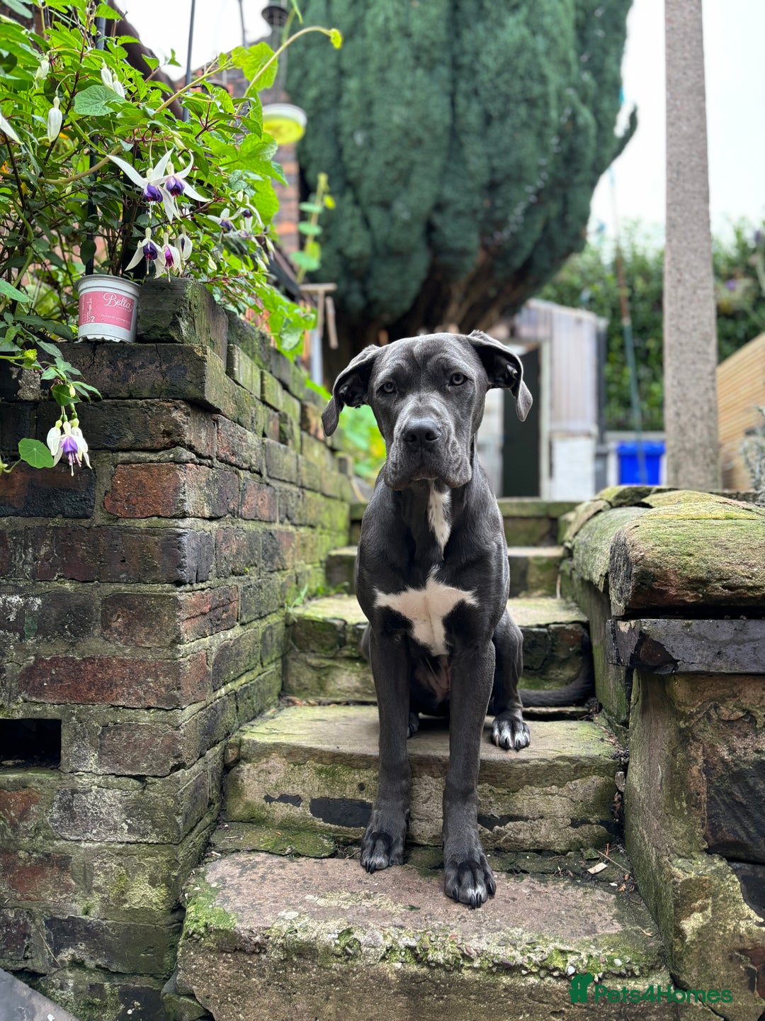 Belgian Shepherd Dog dogs for sale: Belgian Mal sisters and Cane Corso - Image 2