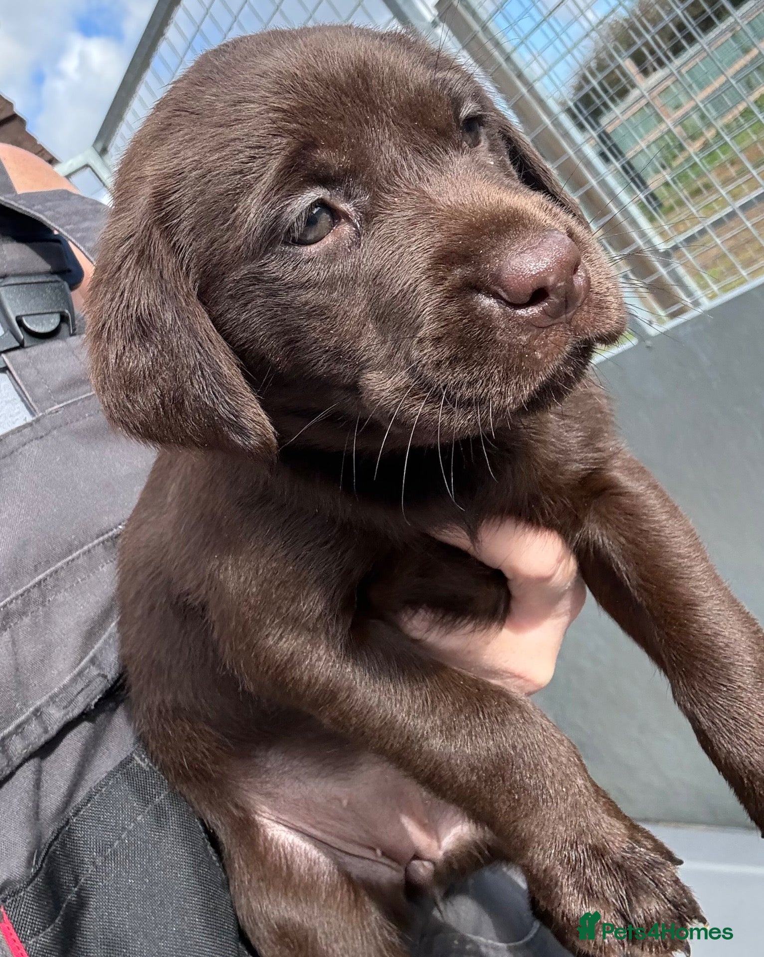 Labrador Retriever dogs 1 Chocolate Female - KC Reg Labradors  - Advert 7