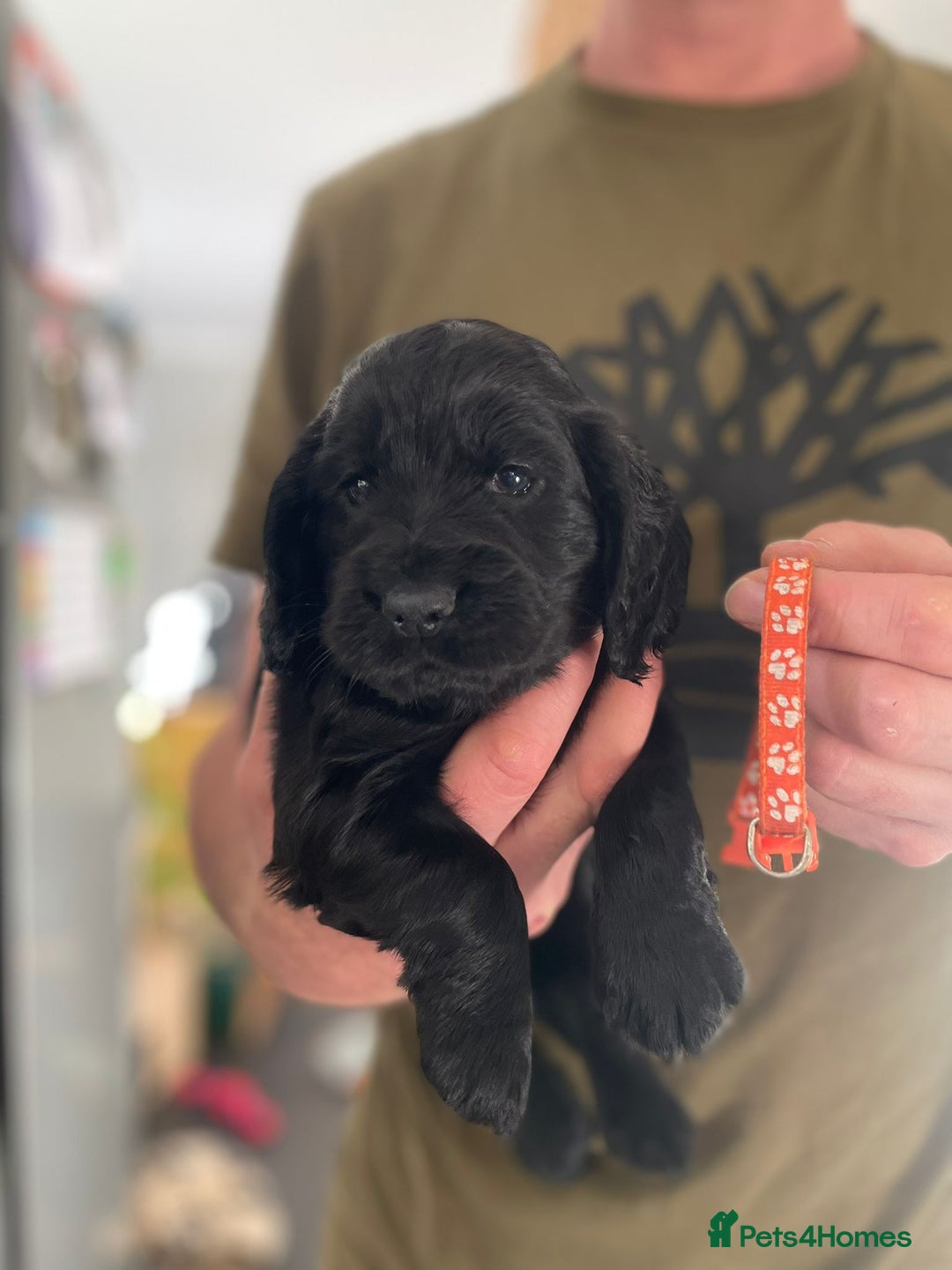 Cocker Spaniel dogs for sale: Working Cocker Spaniels - Image 7