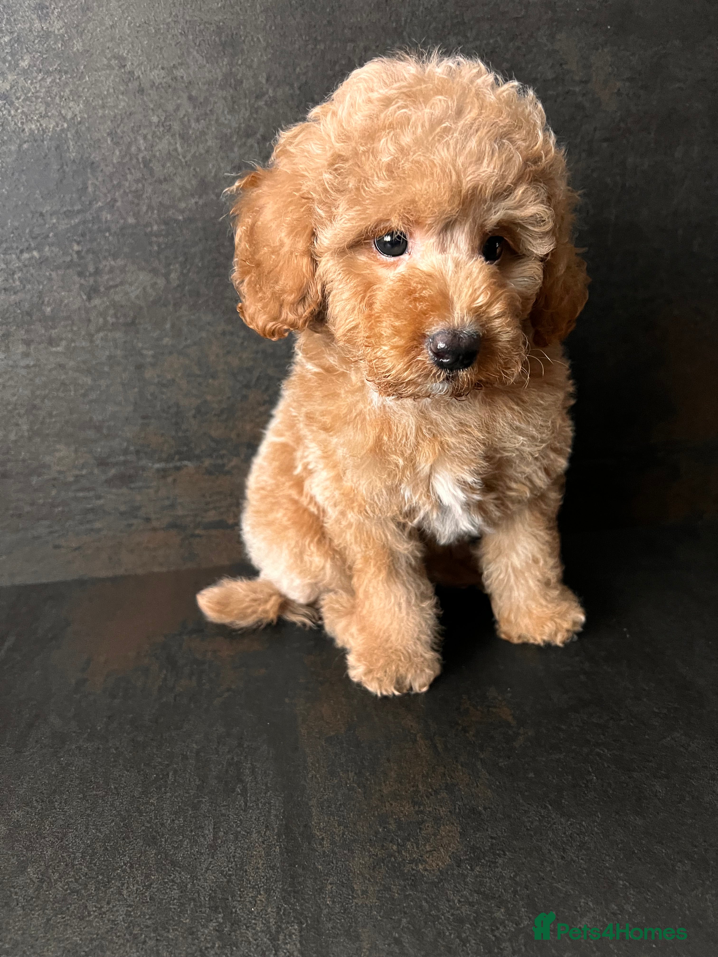 Toy Poodle dogs  Beautiful  Poodle Boy Ready for a Loving Home♥️ - Advert 17