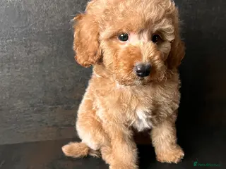 Toy Poodle dogs Beautiful Poodle Boy Ready for a Loving Home♥️ - Advert 10