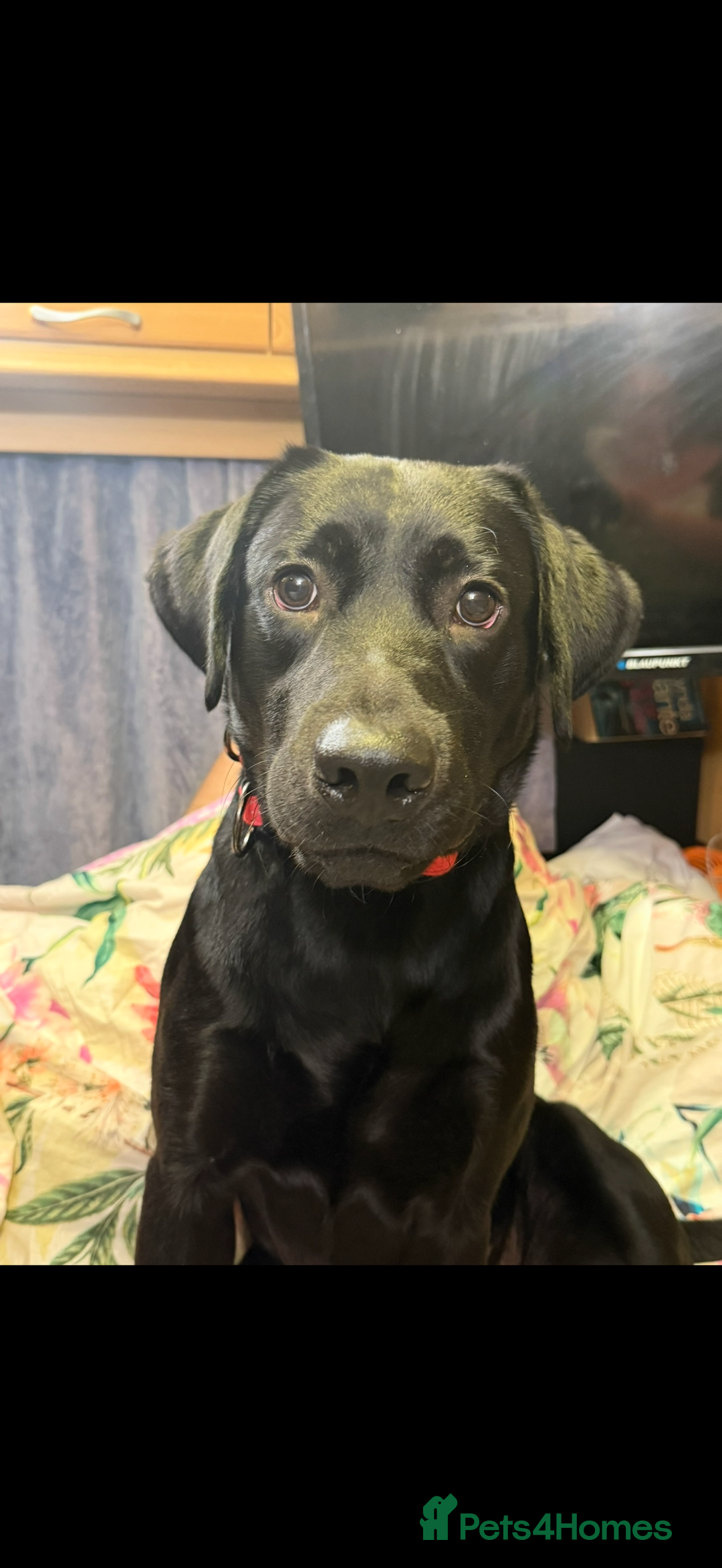 Labrador Retriever dogs for sale: Labrador X Boxerdore puppies  - Advert 14