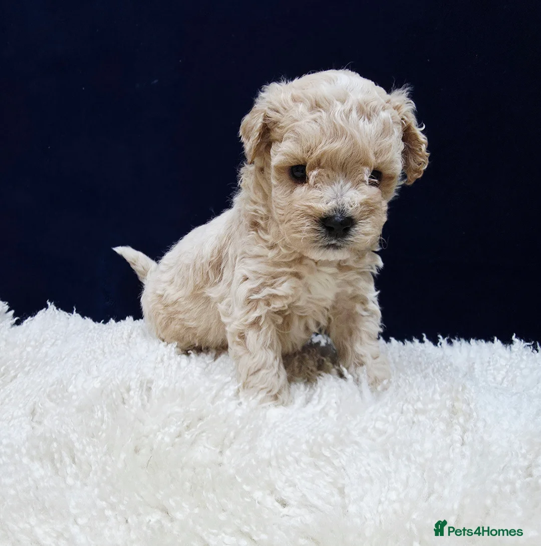 Maltipoo dogs for sale: F1B Maltipoo Puppies, Toy Size, Hypoallergenic, - Advert 10