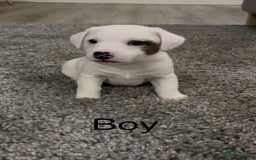 Jack Russell dogs for sale: Jack Russell puppies - Image 1