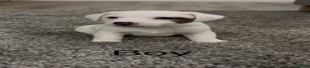 Jack Russell Puppy 1