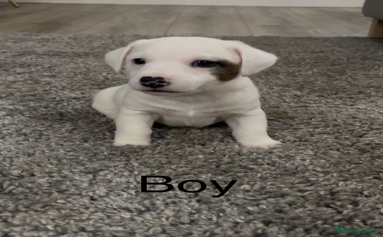 Jack Russell dogs - Advert 5