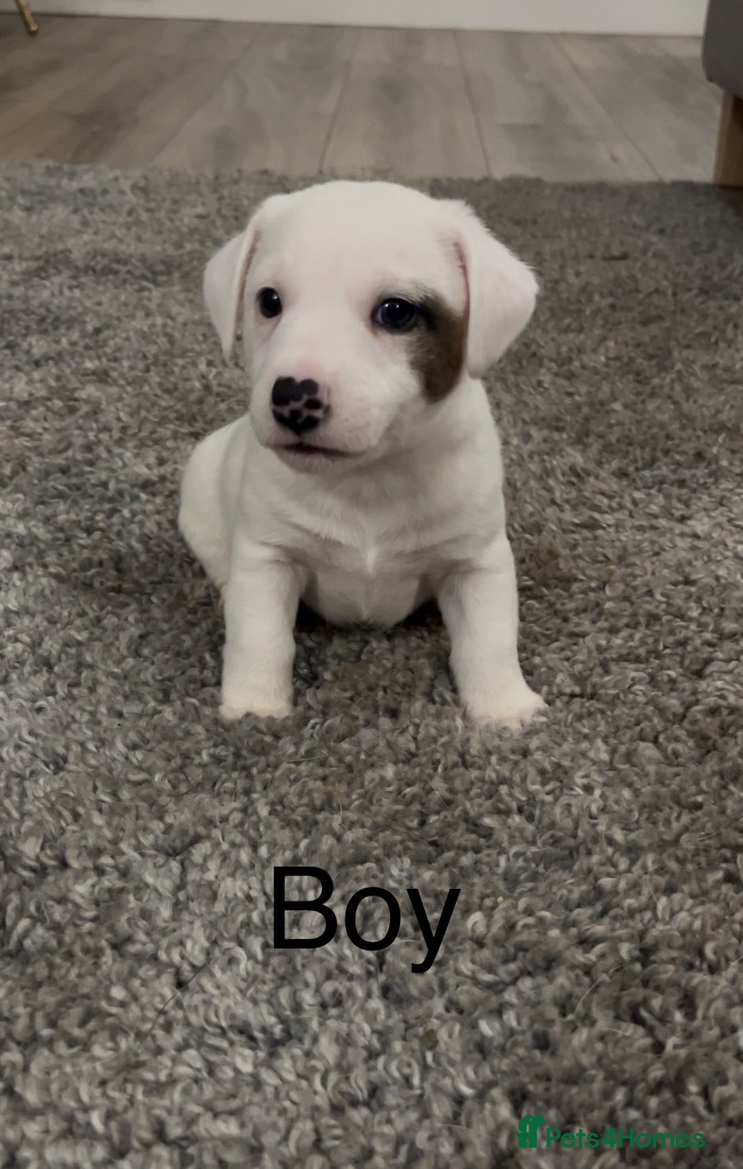 Jack Russell dogs for sale: Jack Russell puppies - Image 1