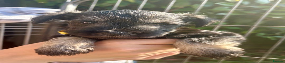 Miniature Schnauzer Puppy 3