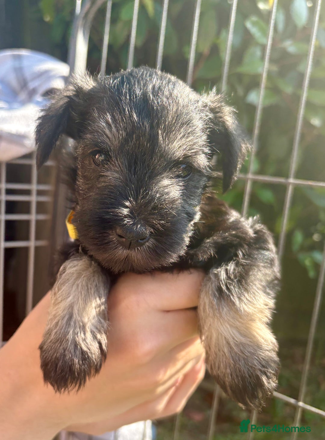 Miniature Schnauzer dogs for sale: KC Reg Miniature Schnauzer puppies in Stratford-upon-Avon - Image 2