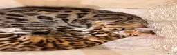 Bengal cats for sale: Pedigree Silver Bengal kitten in London - Advert 4