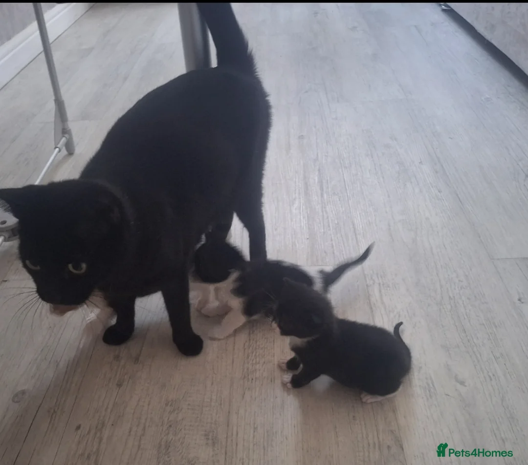 Mixed Breed cats for sale: Adorable Kittens for Sale 🐾 - Advert 2