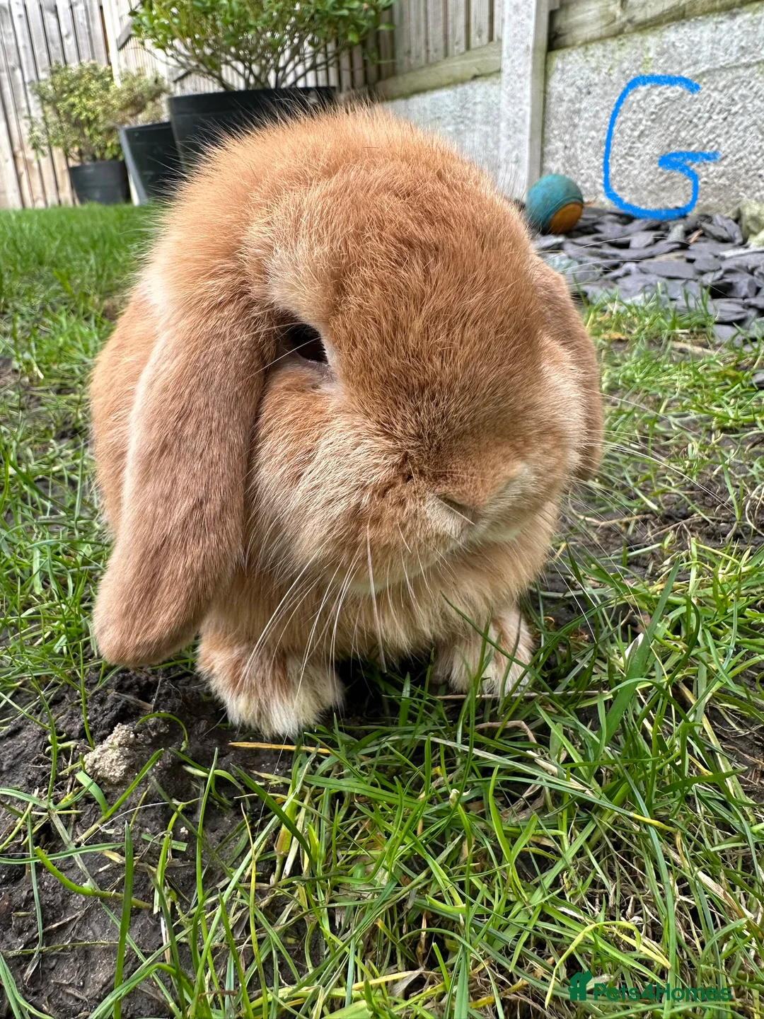 Mini Lop rabbits for sale: Mini Lop Rabbits For Sale  - Advert 10
