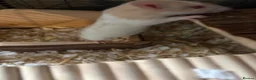 Rat rodents for sale: Two female rats and complete set up  in Leicester - Advert 6