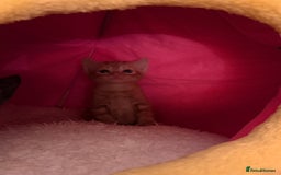 Domestic Shorthair cats for sale: 3 kittens for sale  - Image 6