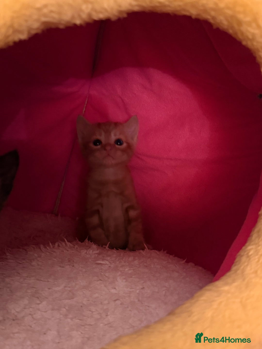 Domestic Shorthair cats for sale: 3 kittens for sale  - Image 6
