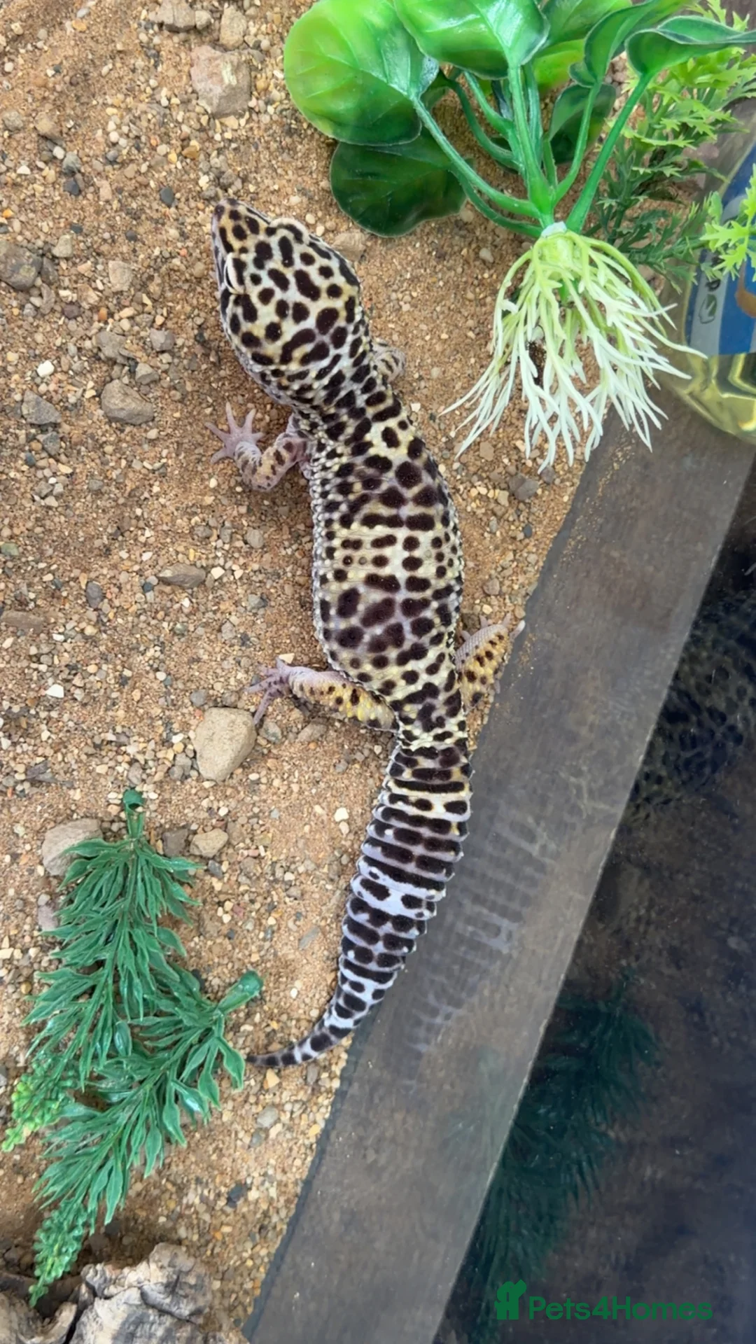 Gecko reptiles for sale: Delta- the leopard gecko  in Norwich - Advert 2
