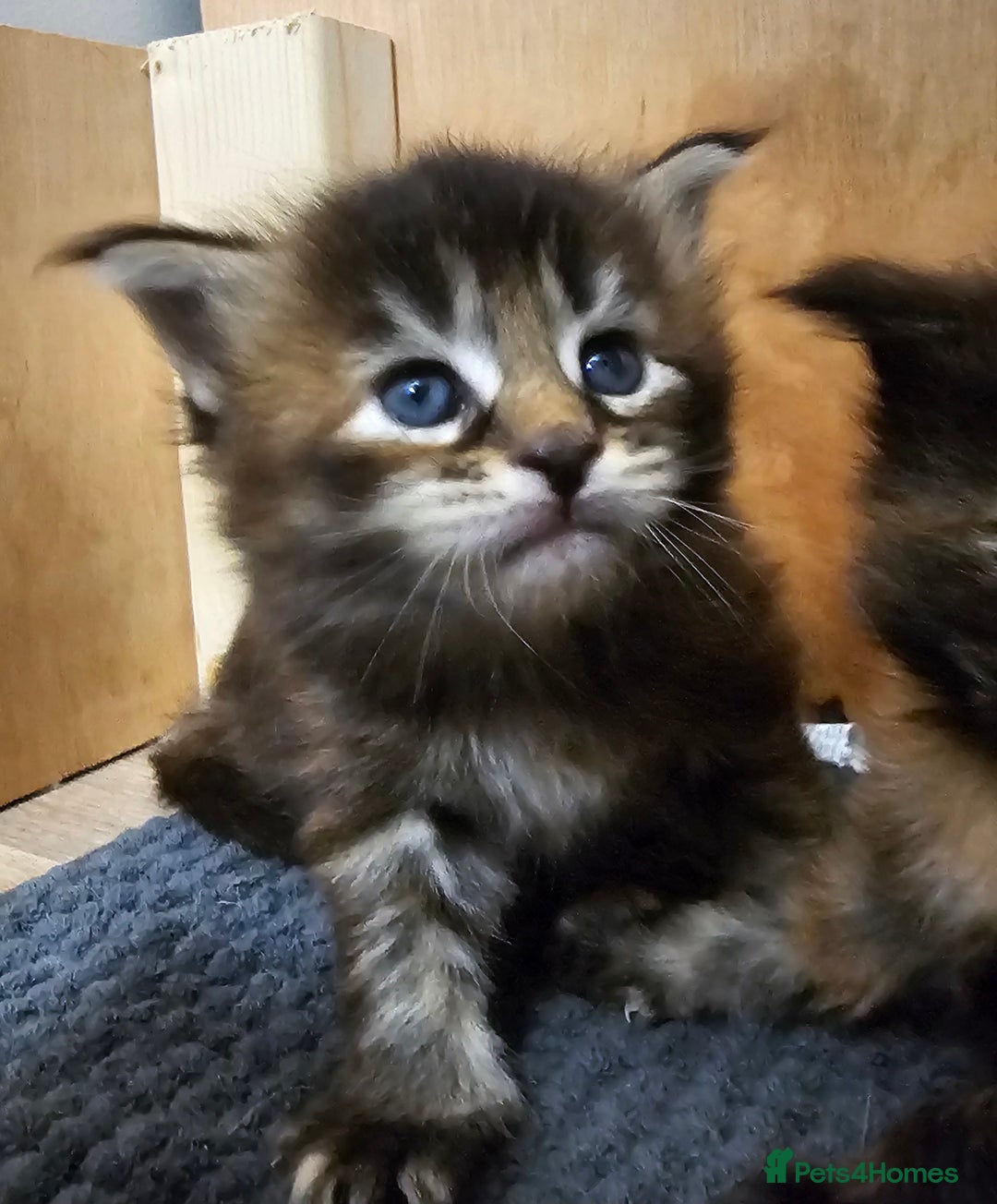 Maine Coon cats for sale: Tica Reg Maine Coon babies, Ready in December - Image 5