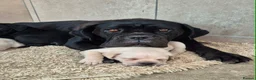 Cane Corso dogs for sale: Straw Cane Corso Pups - Advert 7