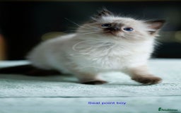 Ragdoll cats for sale: Stunning GCCF Registered Heart Melting Affection - Image 5