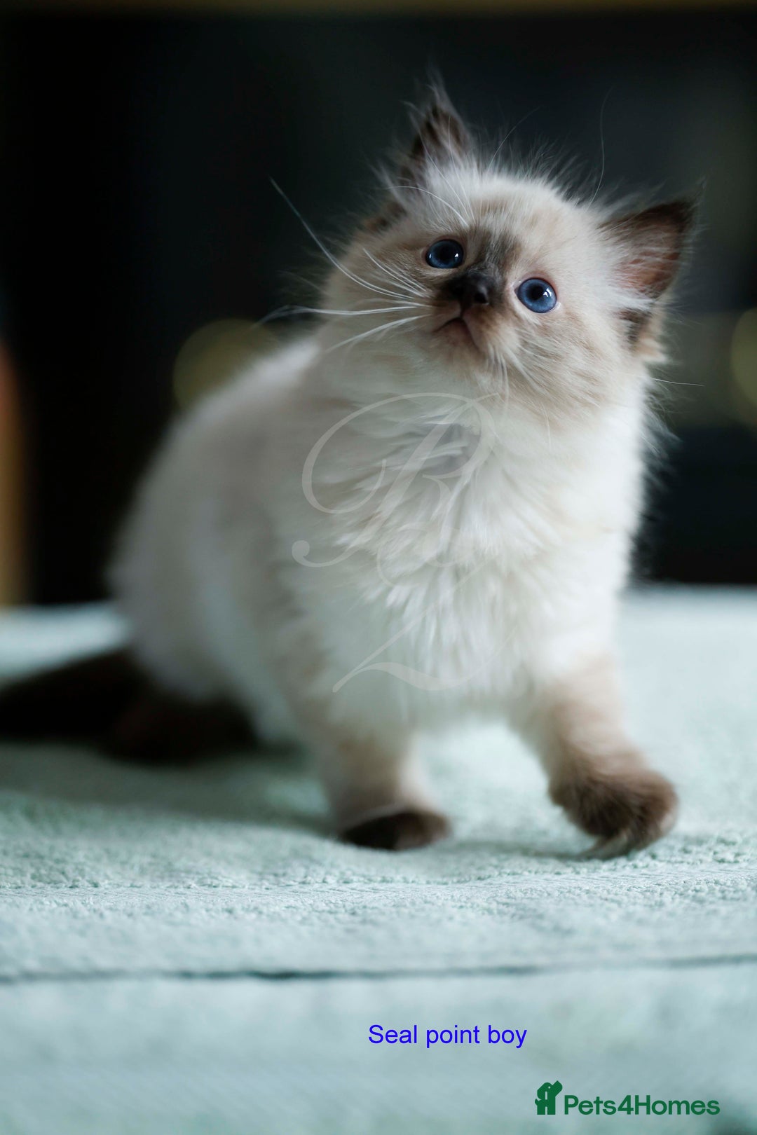 Ragdoll cats for sale: Stunning GCCF Registered Heart Melting Affection - Image 5