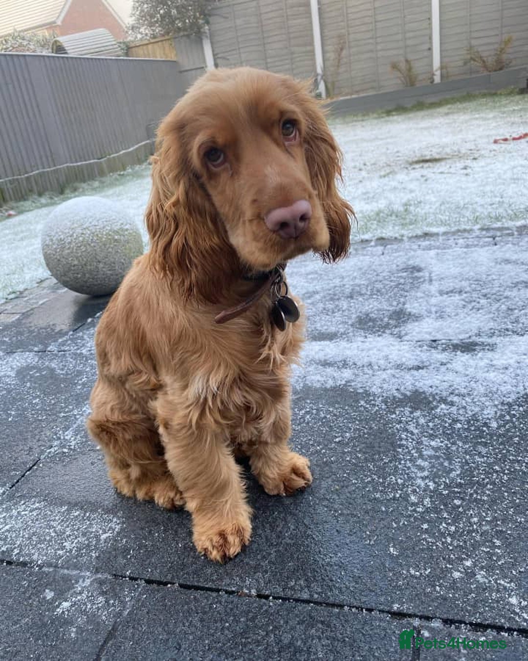 Cocker Spaniel dogs for sale: Cocker Spanie Looking for a Loving Home - Advert 1