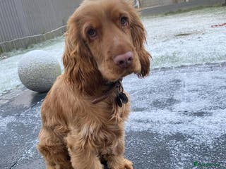 Cocker Spaniel dogs Cocker Spanie Looking for a Loving Home - Advert 1