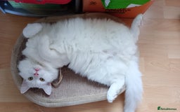 Ragdoll cats for sale: Turkish Angora / Shorthair cross - Image 5