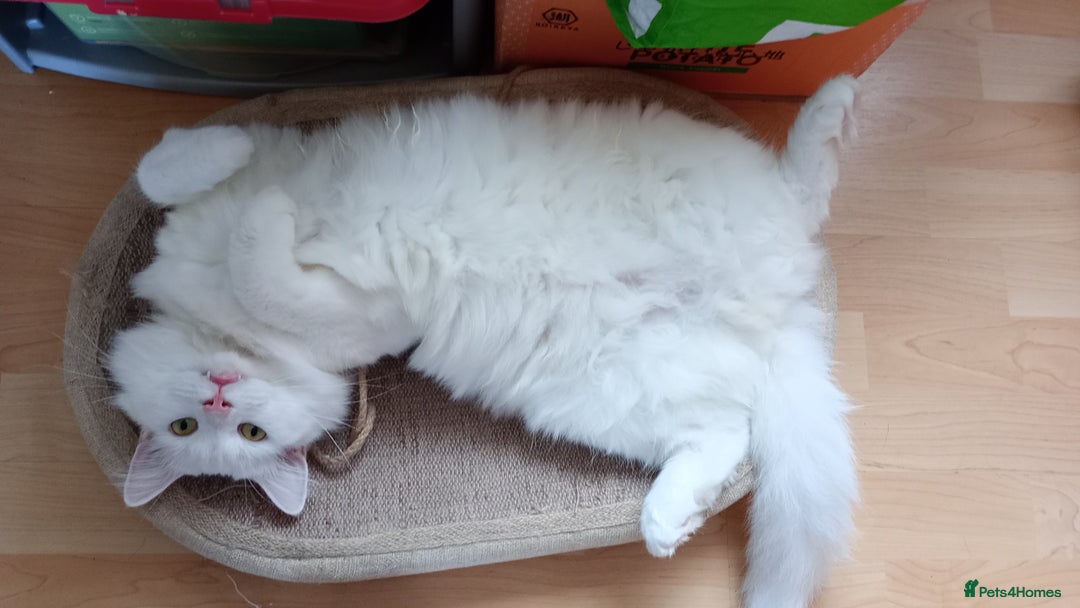 Ragdoll cats for sale: Turkish Angora / Shorthair cross - Image 5
