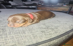 Dachshund dogs for sale: 3/4 Dachsunds  - Image 34