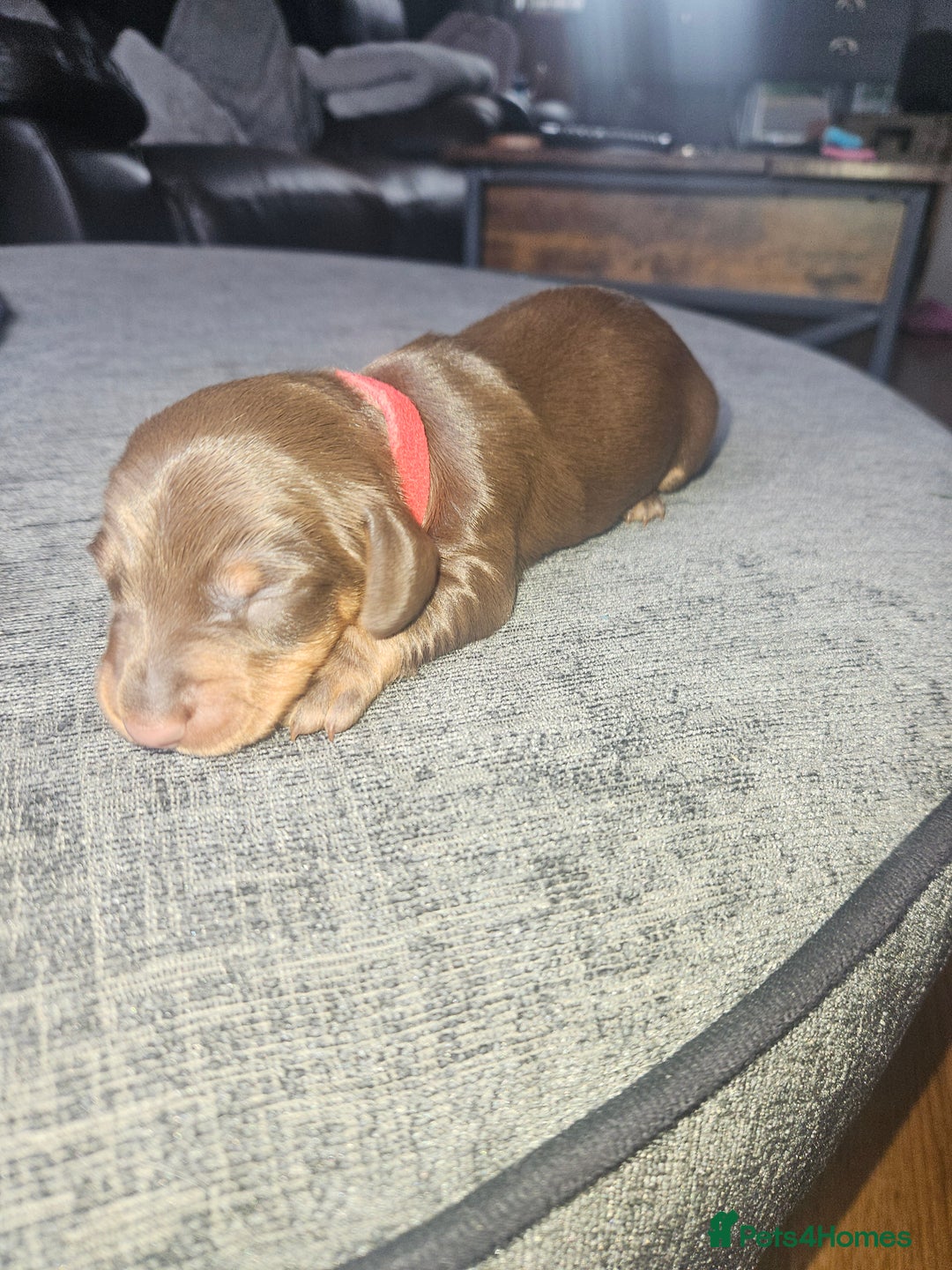 Dachshund dogs for sale: 3/4 Dachsunds  - Image 34