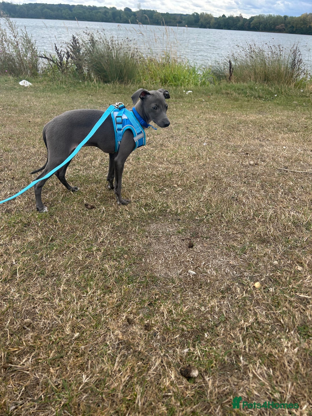 Italian Greyhound dogs for sale: Last blue boy kc reg ready now fully vaccinated  - Image 24