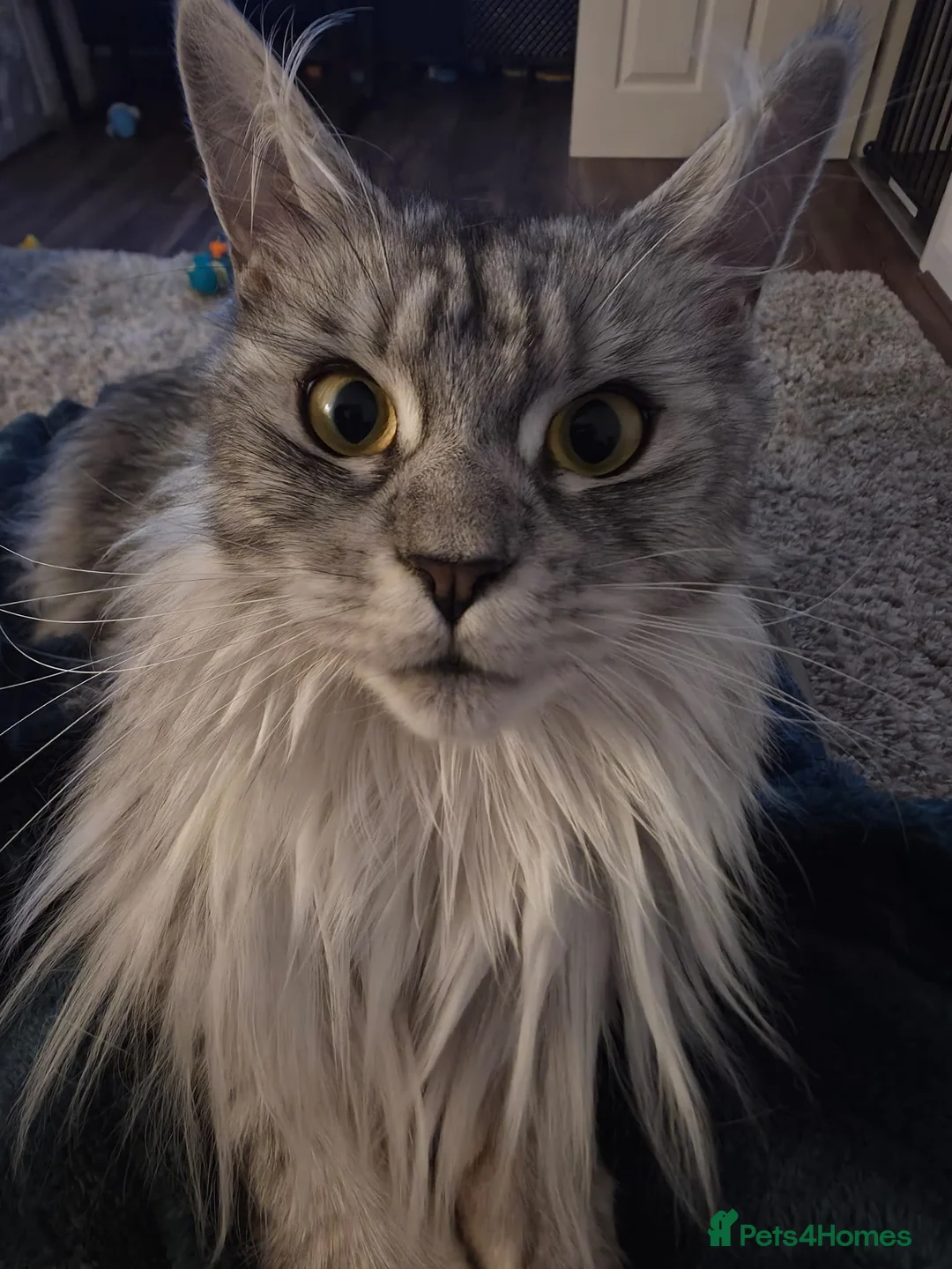 Maine Coon cats for sale: TICA Reg 14 Month old Maine Coon female - Advert 2