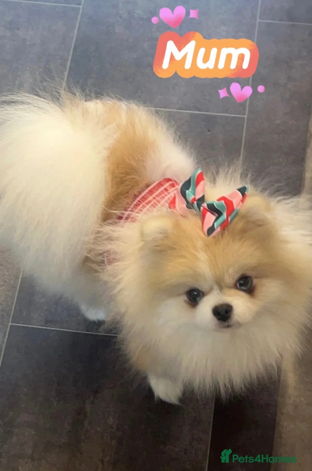 Pomeranian dogs for sale: ✨💎Rare Pom With Mesmerising Blue Eyes💙👀✨ - Advert 2