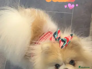 Pomeranian dogs ✨💎Rare Pom With Mesmerising Blue Eyes💙👀✨ - Advert 2