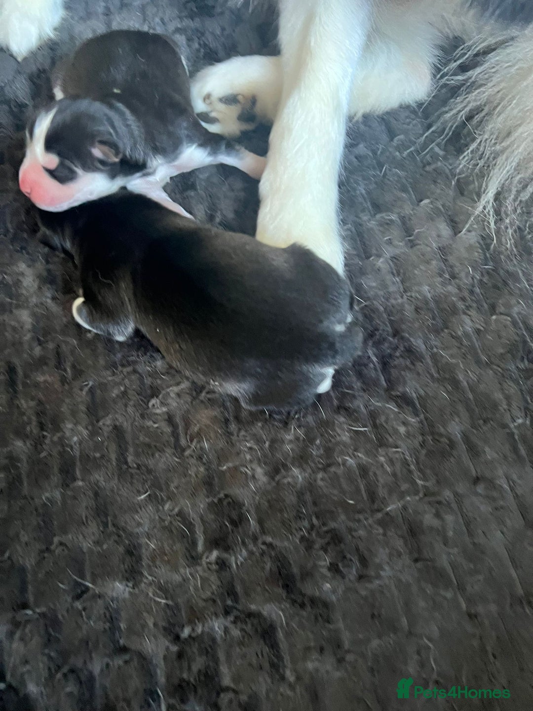 Pomsky dogs for sale: (Perfect Pomskies UK) 2 Female F3 Pomskies - Image 4