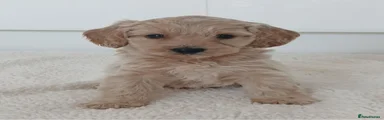 Cockapoo 3
