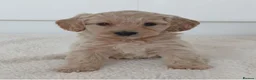 Cockapoo dogs for sale: Toy PRA Clear cockapoo  in Basildon - Advert 3
