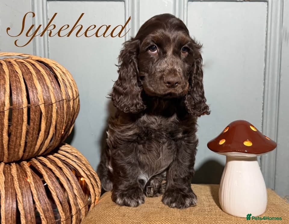 Cocker Spaniel dogs Stunning show cocker spaniel girls  - Advert 2