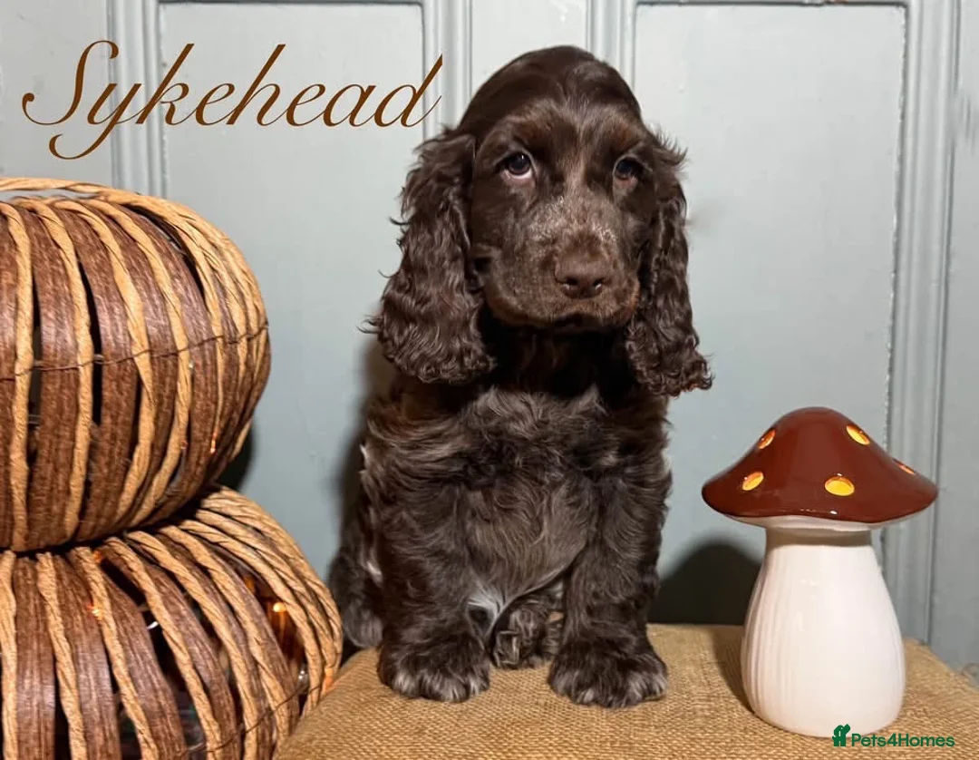 Cocker Spaniel dogs for sale: Stunning show cocker spaniel girls  - Advert 2