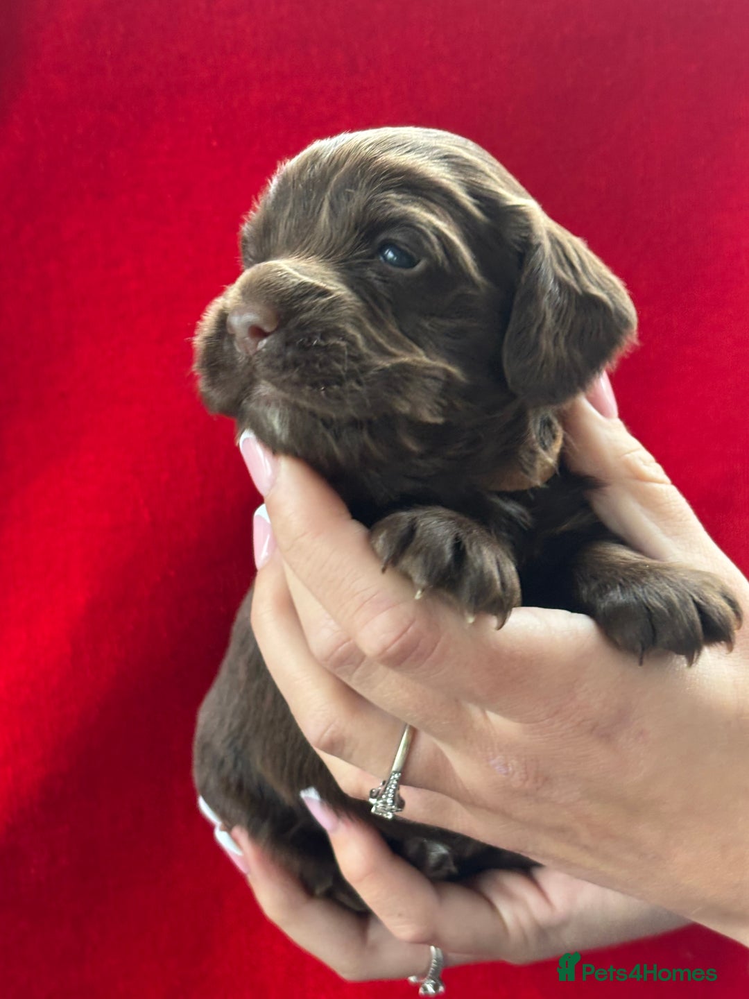 Cocker Spaniel dogs for sale: Working Cocker Spaniel Puppies - Advert 3